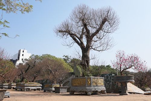 Đào rừng cổ thụ giá trăm triệu chỉ cho thuê chứ không bán