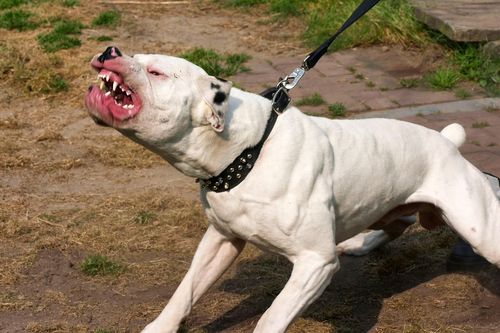 Người phụ nữ bị chó pitbull cắn nát tay chân