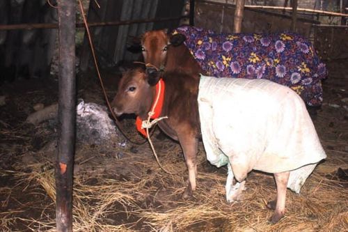 Chủ động phòng chống đói rét cho gia súc, gia cầm