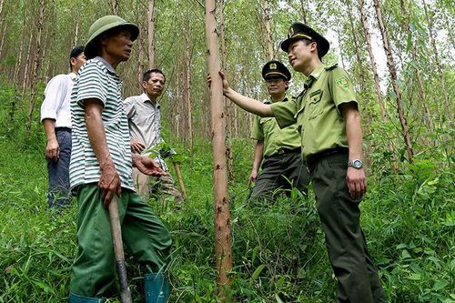 Giải quyết những bất cập trong sản xuất, kinh doanh dăm gỗ