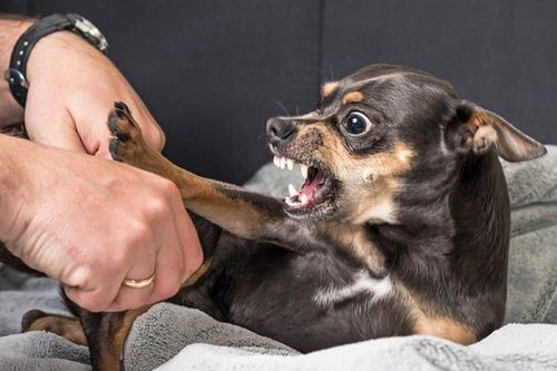 Chuyên gia Mỹ hướng dẫn cách thoát thân khi gặp... chó dữ
