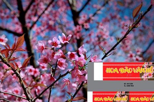 Sơn La: Phát hành hơn 10.000 tem chứng minh xuất xứ cây đào