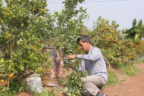 Vựa hoa cây cảnh lớn nhất miền bắc vào vụ Tết