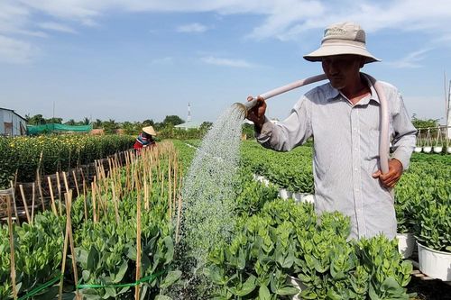 Cần Thơ: Đìu hiu vụ hoa Tết