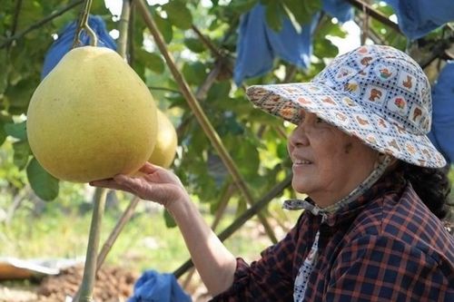 Thị trường 20/1: Bưởi 'khổng lồ' cháy hàng cận Tết