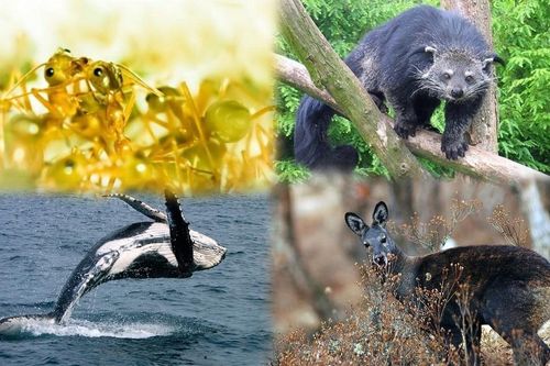 1001 thắc mắc: Những loài động vật nào tỏa mùi thơm đặc biệt?