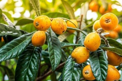 Những loại trái cây thông dụng giúp đẹp da hơn cả mỹ phẩm