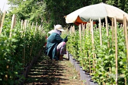 Đến giờ này rồi không ai hỏi thăm, chủ tớ rầu lòng lo cái Tết đói