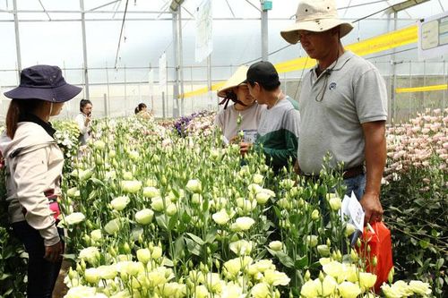 Triển khai 20 chương trình quản lý dịch hại tổng hợp cho nông dân