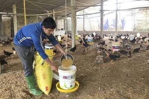 9X làm giàu từ mô hình chăn nuôi