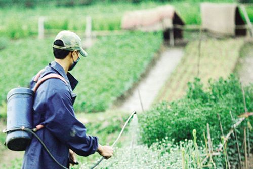 Thực hiện 54 thử nghiệm tiến bộ kỹ thuật giảm thiểu sử dụng thuốc bảo vệ thực vật