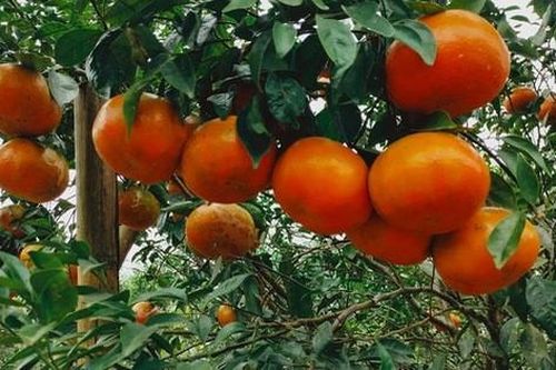 'Thủ phủ' cam bù nức tiếng Hà Tĩnh chín mọng chờ thu hoạch dịp Tết