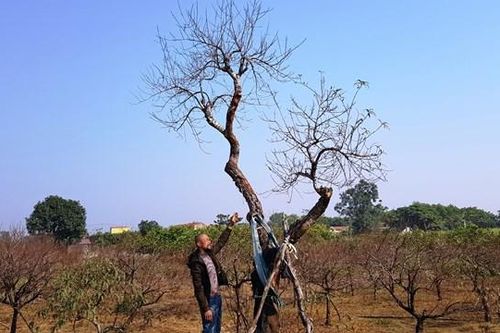 'Minh oan' cho những gốc đào