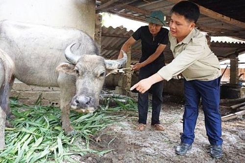 Cận Tết Tân Sửu, lo nguy cơ bùng phát dịch lở mồm long móng