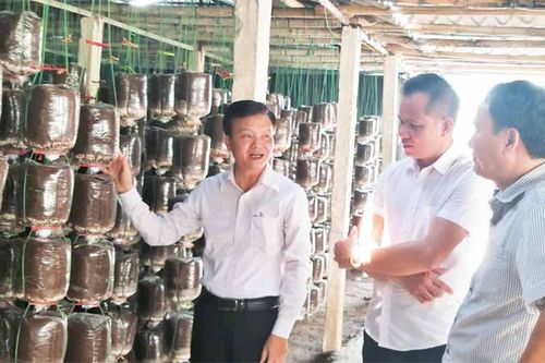 Tạo động lực phát triển kinh tế tập thể, hợp tác xã