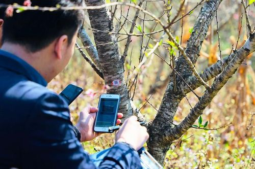 Sẵn sàng kích hoạt tem truy xuất nguồn gốc đào Sơn La