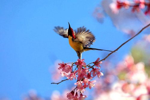 'Săn' vũ điệu xuân