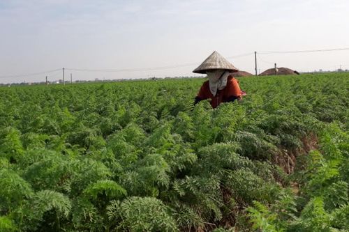 Làm giàu từ cây vụ đông