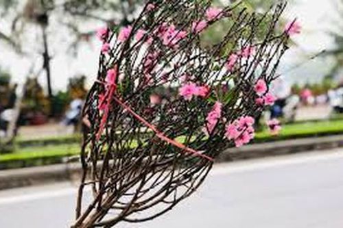 Không 'ngăn sông cấm chợ' đối với người trồng mai, đào tết