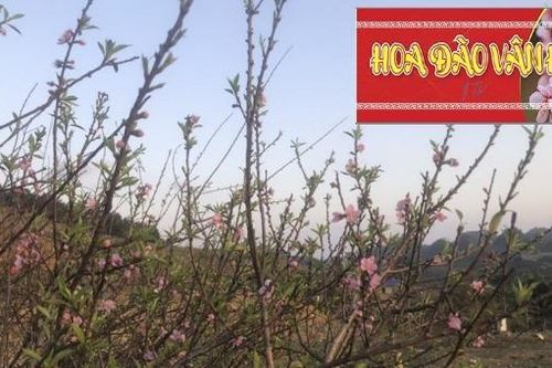 Sơn La phát hành tem xác nhận nguồn gốc cây đào trồng