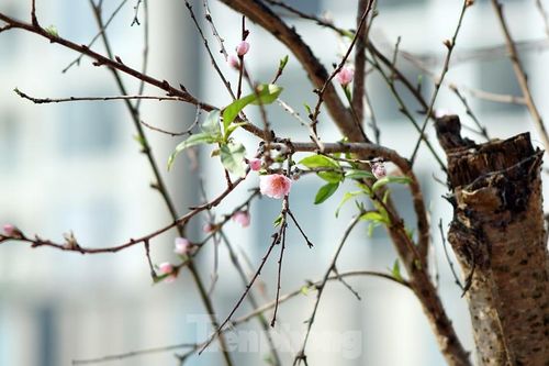 Dân buôn giới thiệu đào cổ thụ trồng ở Sơn La giá hơn 30 triệu đồng