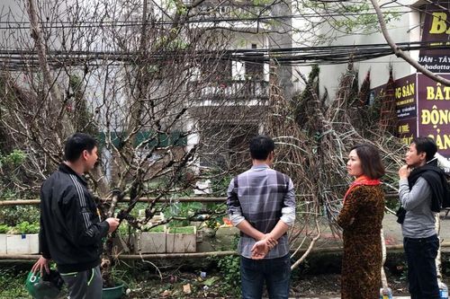 Sơn La nói gì về việc truy xuất nguồn gốc đào rừng khiến hoạt động buôn bán tê liệt?