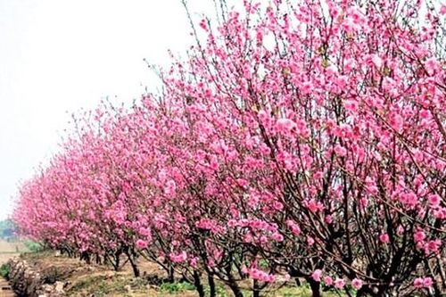 Nghệ An không có đào rừng, người dân thoải mái buôn bán