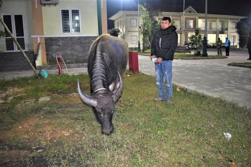 Trộm 3 con trâu của nhà hàng xóm, bán lấy tiêu Tết