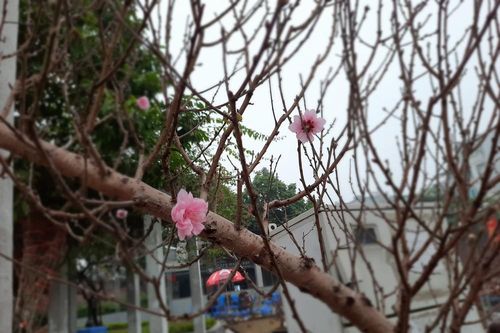 Cận cảnh xe đào dán tem đầu tiên từ Sơn La xuống Hà Nội