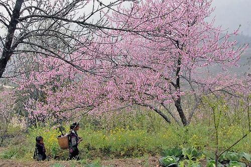 Chỉ đạo mới nhất của Chính phủ về khai thác, vận chuyển kinh doanh đào rừng