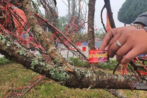 Xe đào vùng cao đầu tiên về Hà Nội có dán tem xuất xứ nguồn gốc