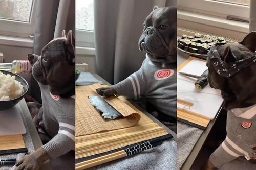 Chú chó bull Pháp trổ tài làm sushi chuyên nghiệp gây ấn tượng
