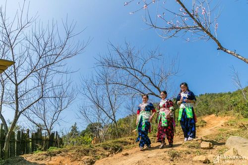 Vựa đào đá lớn nhất biên giới Nghệ An sẵn sàng vào Tết