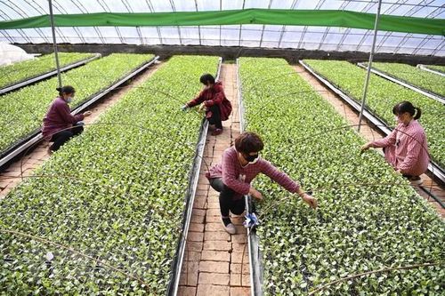 Trung Quốc: Giá thực phẩm tại Bắc Kinh tăng cao dịp năm mới Âm lịch