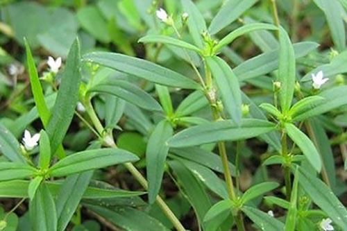Tác dụng của cây Bạch Hoa Xà - tăng cơ hội sống cho người bệnh ung thư
