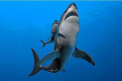 Bất ngờ lý do cá mập Megalodon có kích thước khổng lồ ngay từ khi sinh ra