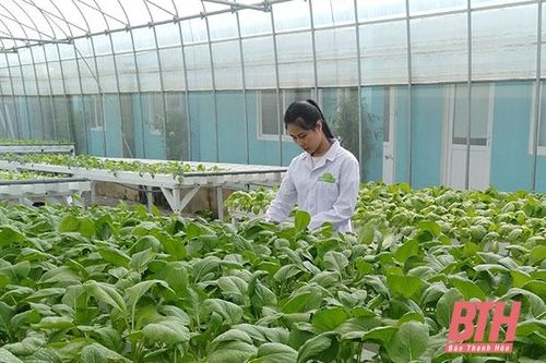 Hiệu quả từ các mô hình trồng rau thủy canh