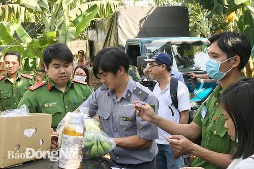 Phát hiện hơn 20 ngàn kg chuối ngâm nước, phun thuốc để bảo quản