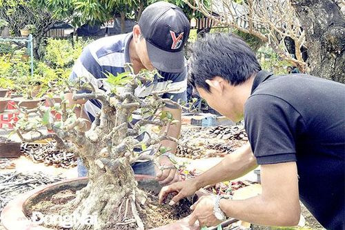 Độc đáo nghề trồng và tạo dáng bonsai