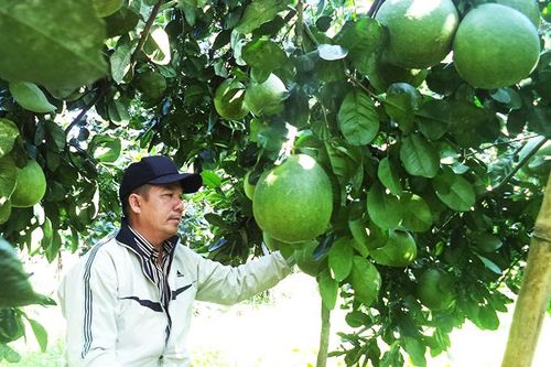 Thấp thỏm vụ bưởi Tết