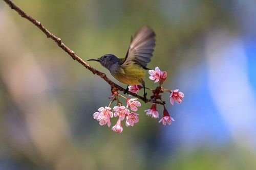 'Săn' tiếng mùa xuân trên cành mai