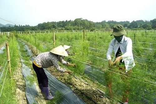 Cẩm Khê đẩy mạnh phát triển nông nghiệp theo hướng hàng hóa