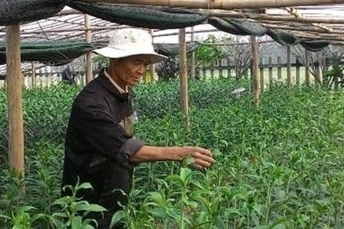 'Hồi sinh' những vườn hoa Tết xứ Huế