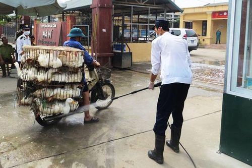 Chợ gia cầm lớn nhất miền Bắc vào vụ Tết