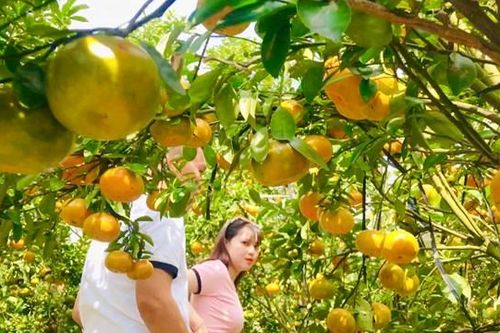 Đồng Tháp: Say sưa với vườn quýt hồng đẹp mắt ở Lai Vung