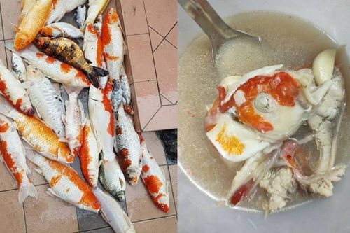 Cô gái Malaysia bị chỉ trích vì nấu súp đàn cá Koi