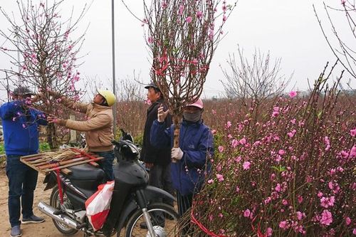 Phong phú hoa, cây cảnh chơi Tết Nguyên đán Tân Sửu
