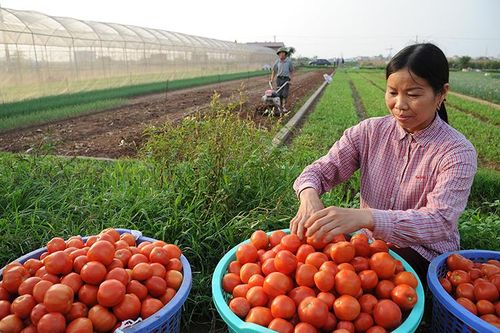 Tạo động lực phát triển kinh tế tập thể, hợp tác xã