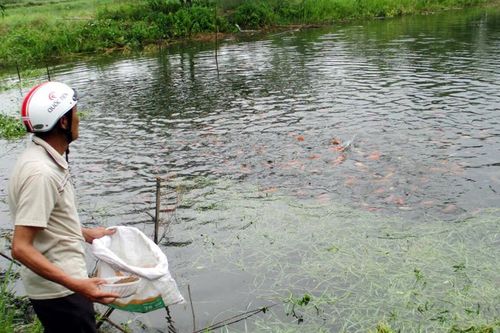 Kỳ vọng vụ cá cuối năm