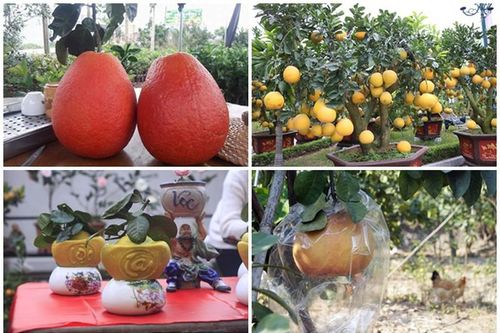 Cặp bưởi chơi Tết giá tiền triệu vẫn không đủ cho khách đặt mua